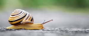 snail