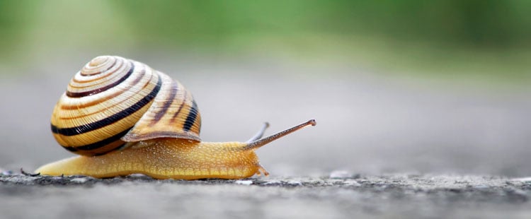 snail